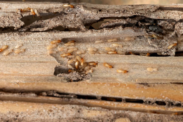 Best Pest Prevention Services  in Loveland, OH