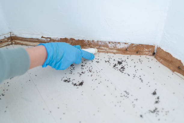 Best Flea Control Services  in Loveland, OH